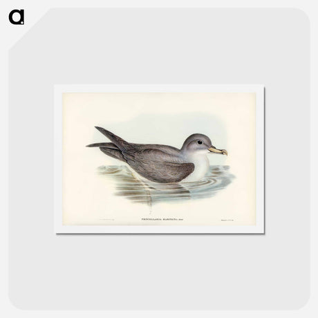 アートポストカード-Great Grey Petrel
 - ジョン グールド Postcard.