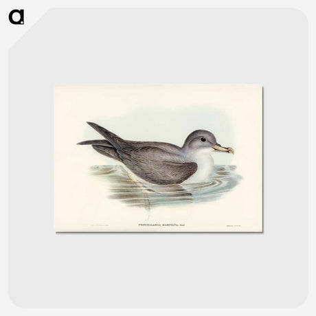 アートポストカード-Great Grey Petrel
 - ジョン グールド Postcard.