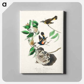 アートパネル-American Redstart
 - ジョン ジェームス オーデュボン Canvas.