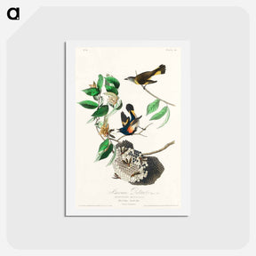 アートポストカード-American Redstart
 - ジョン ジェームス オーデュボン Postcard.