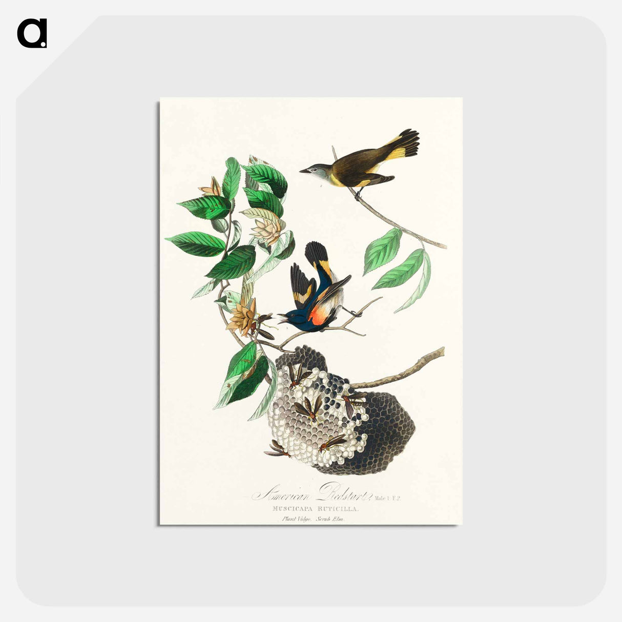 American Redstart
 - ジョン ジェームス オーデュボン Postcard.