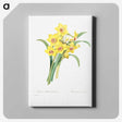 4-20_Pierre-Joseph-Redoute_canvas