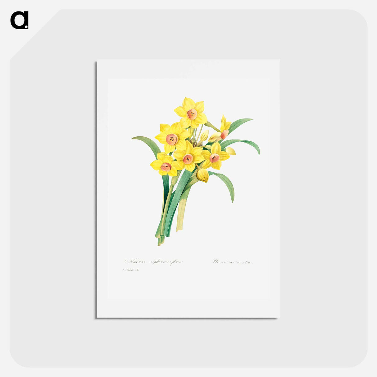 アートポストカード-Chinese sacred lily - ピエール ジョゼフ ルドゥーテ Postcard.