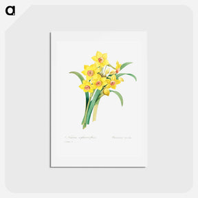 アートポストカード-Chinese sacred lily - ピエール ジョゼフ ルドゥーテ Postcard.