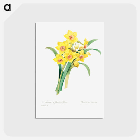 アートポストカード-Chinese sacred lily - ピエール ジョゼフ ルドゥーテ Postcard.