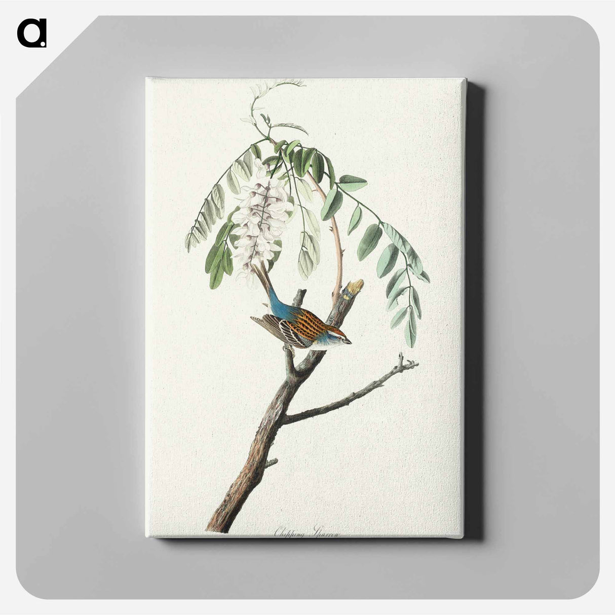 アートパネル-Chipping Sparrow from Birds of America
 - アメリカの鳥たち Canvas.