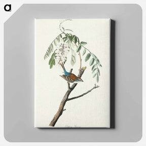 アートパネル-Chipping Sparrow from Birds of America
 - アメリカの鳥たち Canvas.