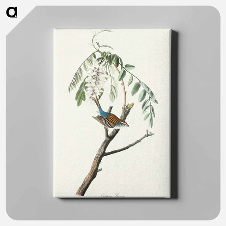 アートパネル-Chipping Sparrow from Birds of America
 - アメリカの鳥たち Canvas.