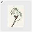 アートポストカード-Chipping Sparrow from Birds of America
 - アメリカの鳥たち Postcard.