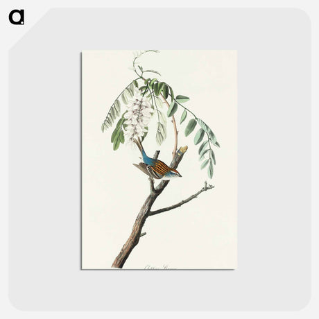 アートポストカード-Chipping Sparrow from Birds of America
 - アメリカの鳥たち Postcard.