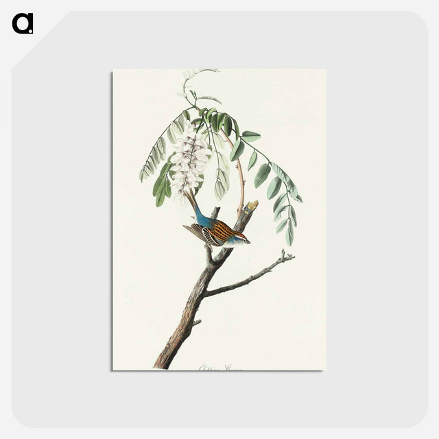 アートポストカード-Chipping Sparrow from Birds of America
 - アメリカの鳥たち Postcard.
