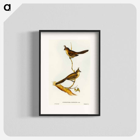 アートポスター-Crested Wedge-bill
 - オーストラリアの鳥 Poster.