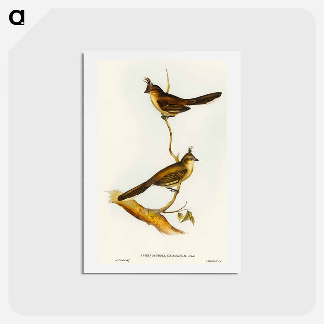 アートポストカード-Crested Wedge-bill
 - オーストラリアの鳥 Postcard.