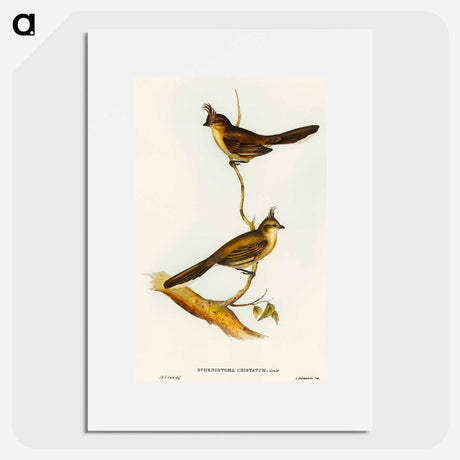 アートポスター-Crested Wedge-bill
 - オーストラリアの鳥 Poster.