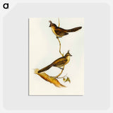 アートポストカード-Crested Wedge-bill
 - オーストラリアの鳥 Postcard.