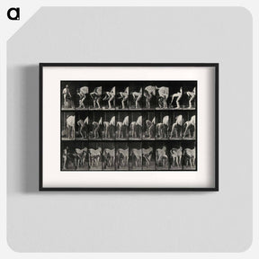 アートポスター-Shoeing the Horse
 - エドワード マイブリッジ Poster.