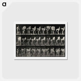 アートポストカード-Shoeing the Horse
 - エドワード マイブリッジ Postcard.