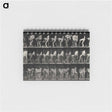 アートメモ帳-Shoeing the Horse
 - エドワード マイブリッジ Memo.