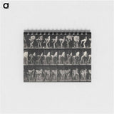 アートメモ帳-Shoeing the Horse
 - エドワード マイブリッジ Memo.