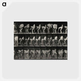 アートポストカード-Shoeing the Horse
 - エドワード マイブリッジ Postcard.
