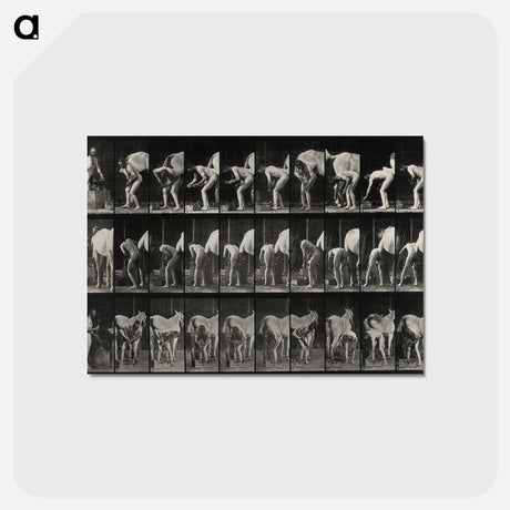アートポストカード-Shoeing the Horse
 - エドワード マイブリッジ Postcard.