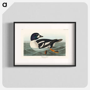 アートポスター-Golden-eye Duck
 - ジョン ジェームス オーデュボン Poster.