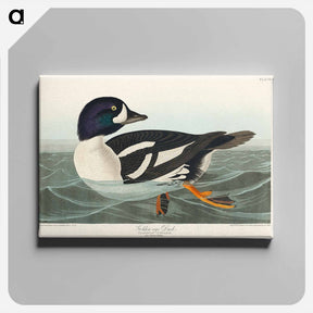アートパネル-Golden-eye Duck
 - ジョン ジェームス オーデュボン Canvas.