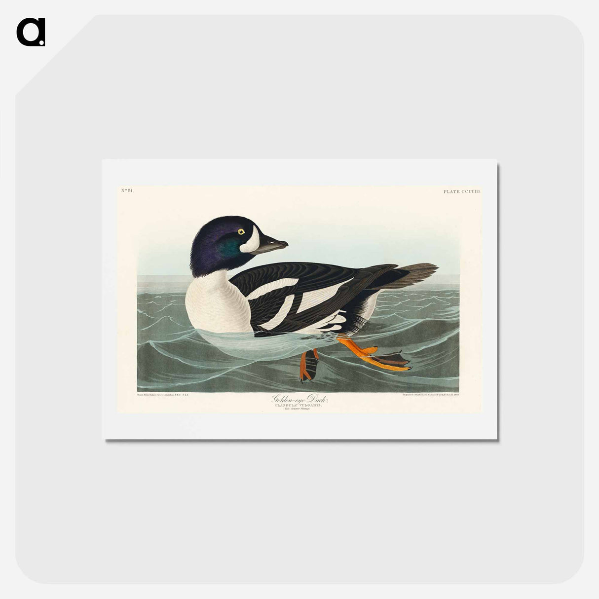 アートポストカード-Golden-eye Duck
 - ジョン ジェームス オーデュボン Postcard.