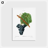 アートポストカード-Grape vine, Vitis vinifera - ピエール ジョゼフ ルドゥーテ Postcard.