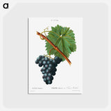 アートポストカード-Grape vine, Vitis vinifera - ピエール ジョゼフ ルドゥーテ Postcard.