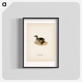 アートポスター-Young Horned Grebe
 - スヴェンスカ フォグラル Poster.