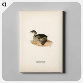 アートパネル-Young Horned Grebe
 - スヴェンスカ フォグラル Canvas.