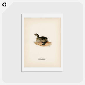 アートポストカード-Young Horned Grebe
 - スヴェンスカ フォグラル Postcard.