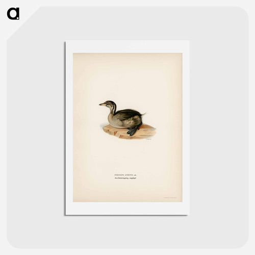 Young Horned Grebe
 - スヴェンスカ フォグラル Postcard.