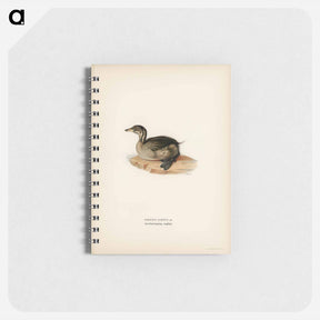 アートメモ帳-Young Horned Grebe
 - スヴェンスカ フォグラル Memo.