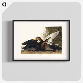 アートポスター-Dusky Duck from Birds of America
 - アメリカの鳥たち Poster.