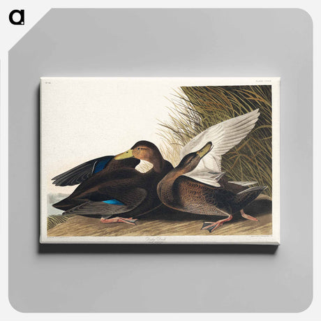 アートパネル-Dusky Duck from Birds of America
 - アメリカの鳥たち Canvas.