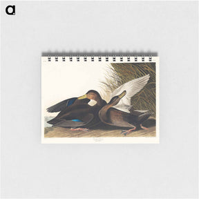 アートメモ帳-Dusky Duck from Birds of America
 - アメリカの鳥たち Memo.