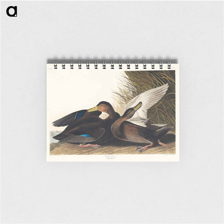 アートメモ帳-Dusky Duck from Birds of America
 - アメリカの鳥たち Memo.