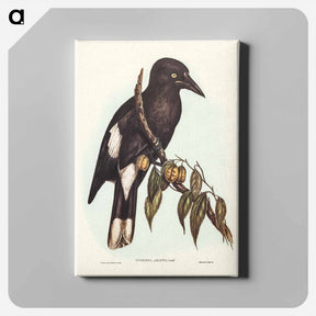 アートパネル-Hill Crow-Shrike
 - オーストラリアの鳥 Canvas.