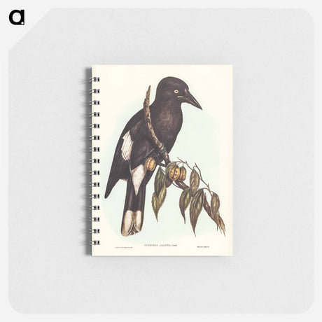 アートメモ帳-Hill Crow-Shrike
 - オーストラリアの鳥 Memo.