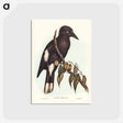アートポストカード-Hill Crow-Shrike
 - オーストラリアの鳥 Postcard.
