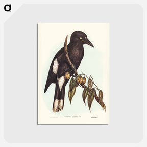 アートポストカード-Hill Crow-Shrike
 - オーストラリアの鳥 Postcard.