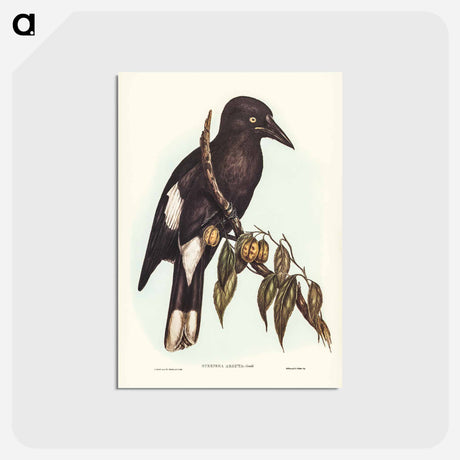 アートポストカード-Hill Crow-Shrike
 - オーストラリアの鳥 Postcard.