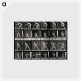 アートポストカード-Man Catching and Throwing
 - エドワード マイブリッジ Postcard.