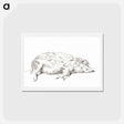 アートポストカード-Lying pig - ジャン ベルナール Postcard.