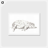 アートポストカード-Lying pig - ジャン ベルナール Postcard.