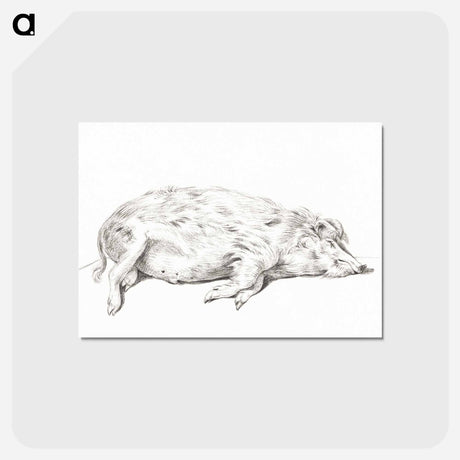 アートポストカード-Lying pig - ジャン ベルナール Postcard.