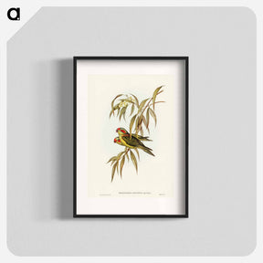アートポスター-Musky Lorikeet
 - ジョン グールド Poster.