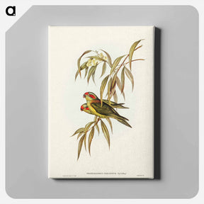 アートパネル-Musky Lorikeet
 - ジョン グールド Canvas.